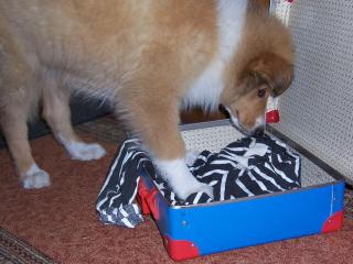 Indy packing his suitcase